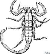 skorpionas Spausdinami Spalvinimo Puslapiai